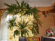 Пальма  выше 1.5м для создания уюта и релаксации.Создайте ощущение тро